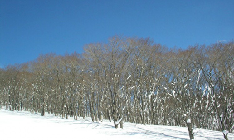 IwakisanHyakuzawaSkiResort_2