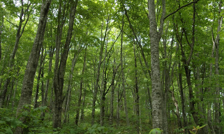 shirakami trekking_1