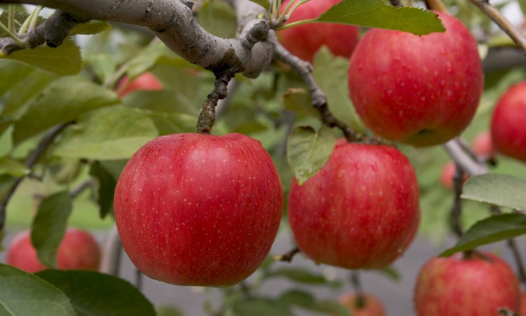 85_apple_01