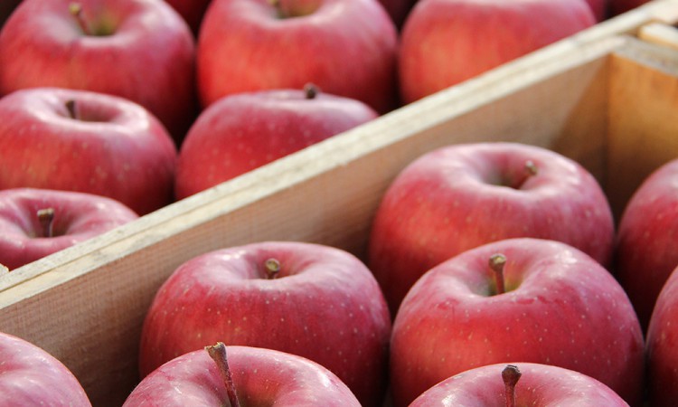 85_apple_02