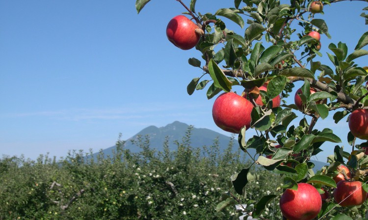 히로사키 사과공원