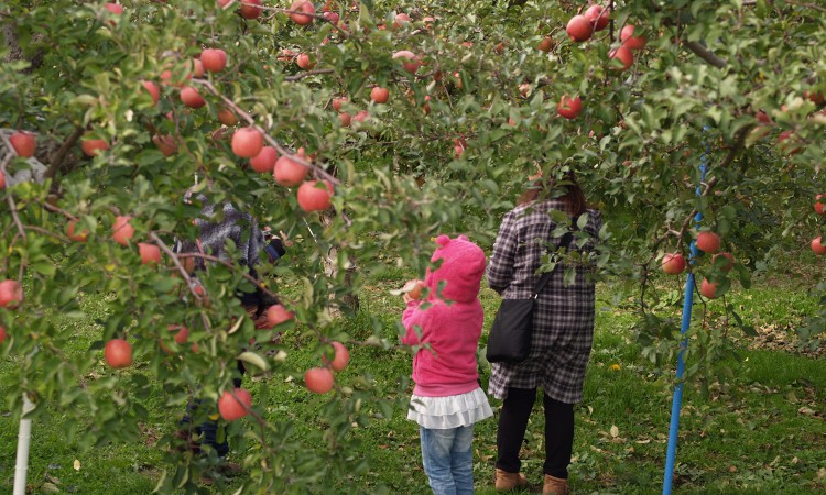 히로사키 사과공원