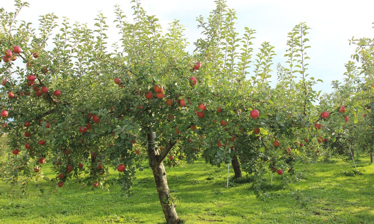 apple