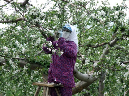 Apple farmers