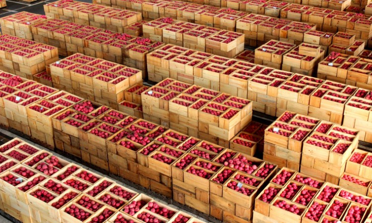 Apple market