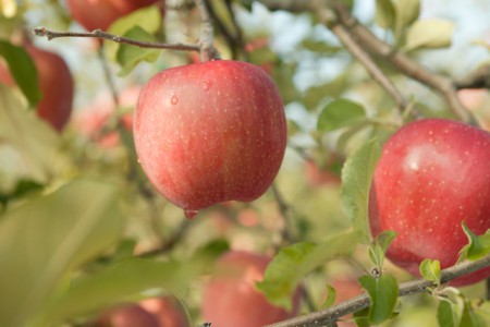 aomori apple