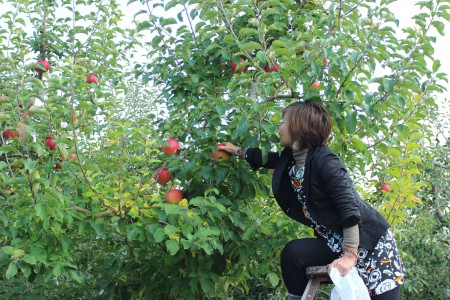 Fruit picking