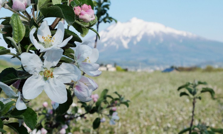 apple_16