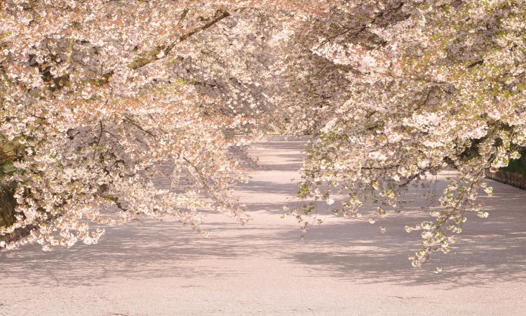 hirosaki sakura