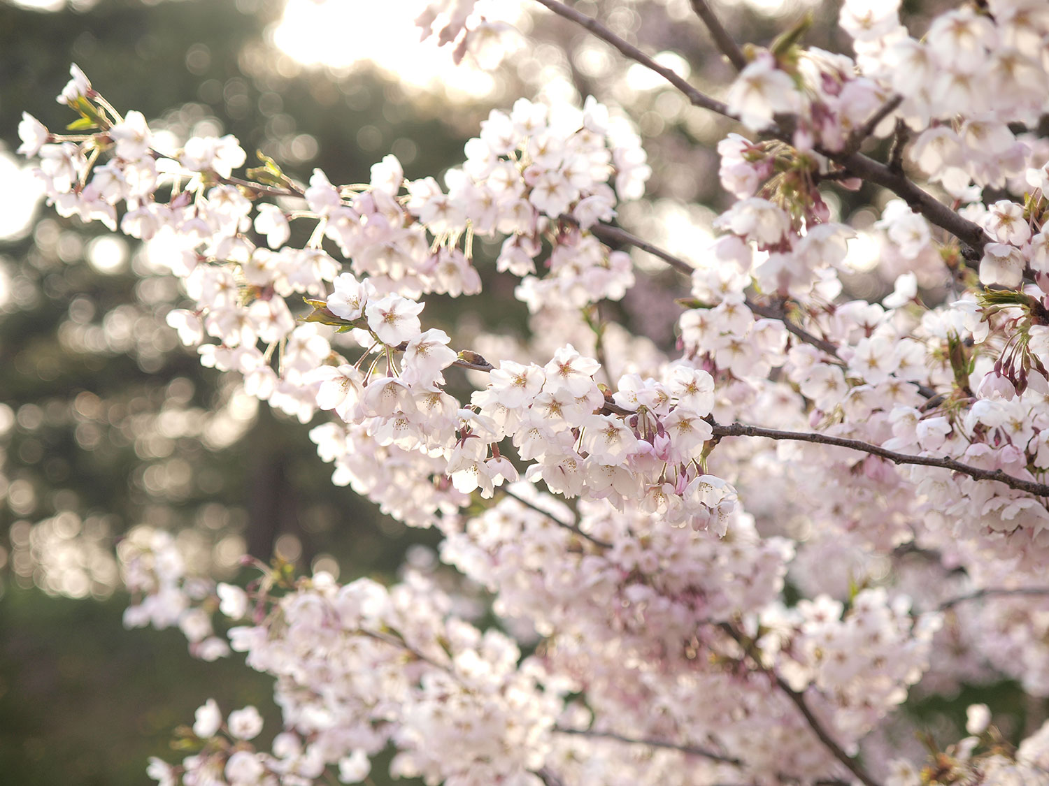 sakura
