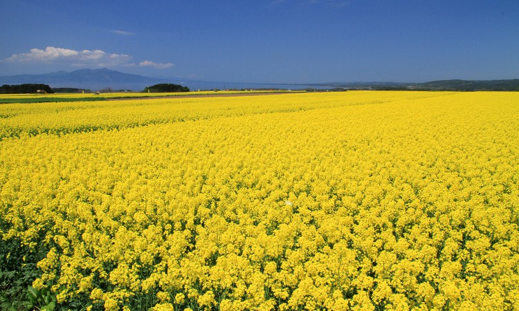 Field mustard