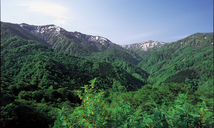 World Natural Heritage Shirakami
