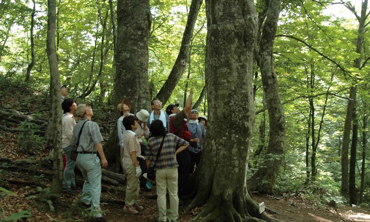 Shirakami trekking