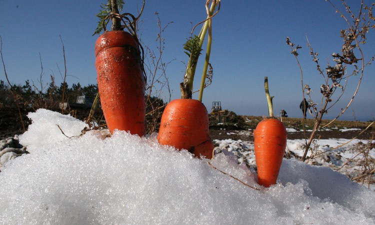 Fukaura snow carrot